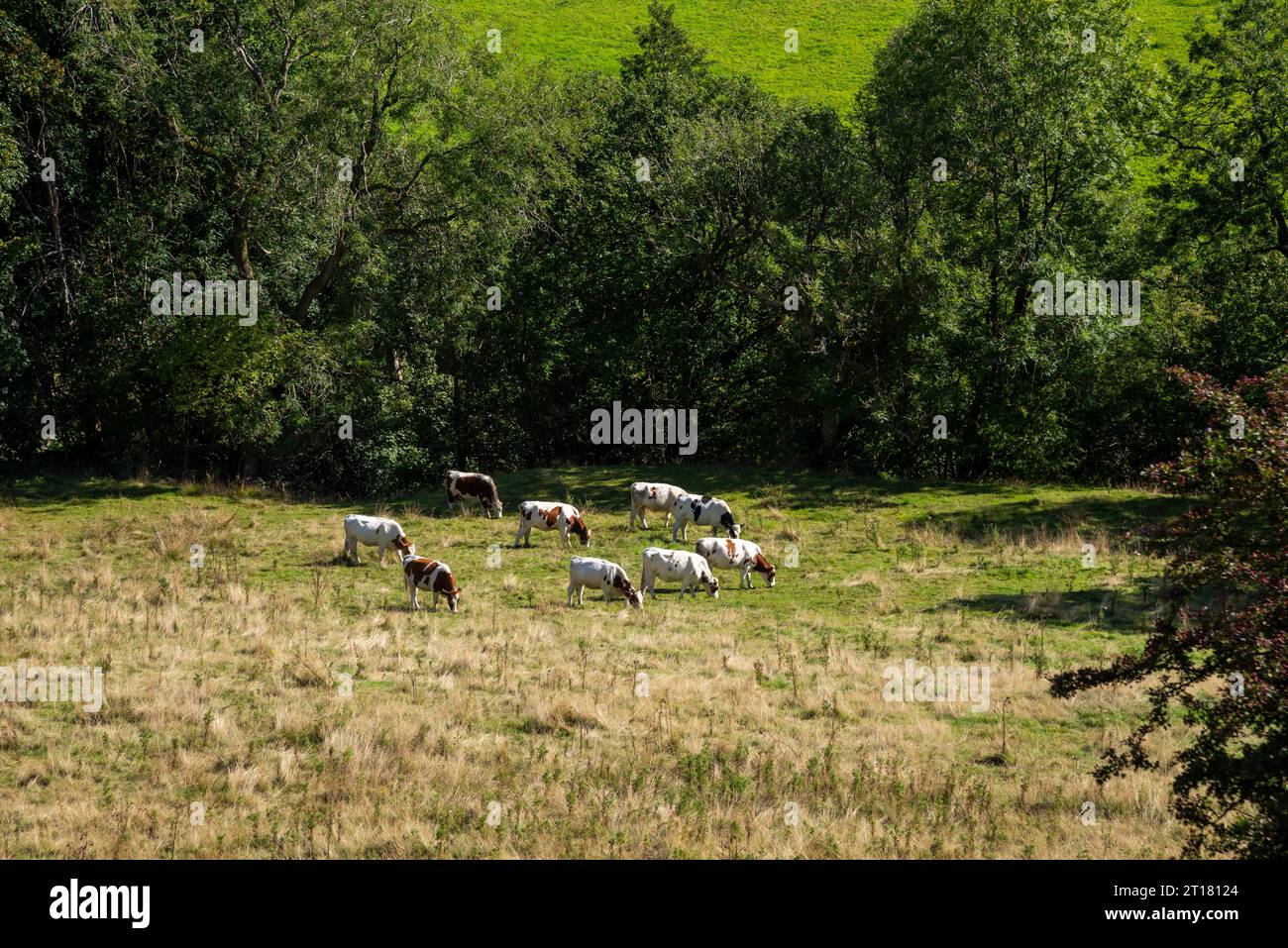 Herde von Kühen, die auf einem Feld in den Hügeln von Cheshire, England an einem sonnigen Tag im Spätsommer weiden. Stockfoto