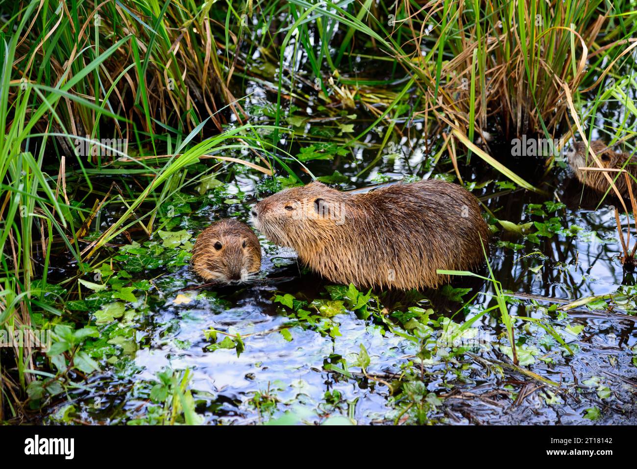 Nutria (Myocastor coypus), Alttier und Jungtier sitzen am Rand der Spree, Lübbenau, Spreewald, Brandenburg, Deutschland Stockfoto