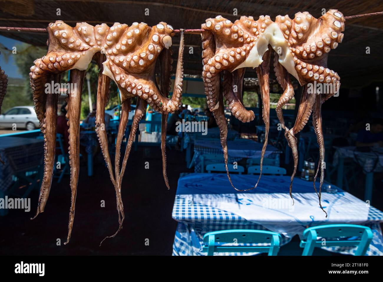 Tintenfisch, Oktopus (Octopus vulgaris) trocknet in der Sonne in einem Restaurant, Rhodos, Griechenland Stockfoto