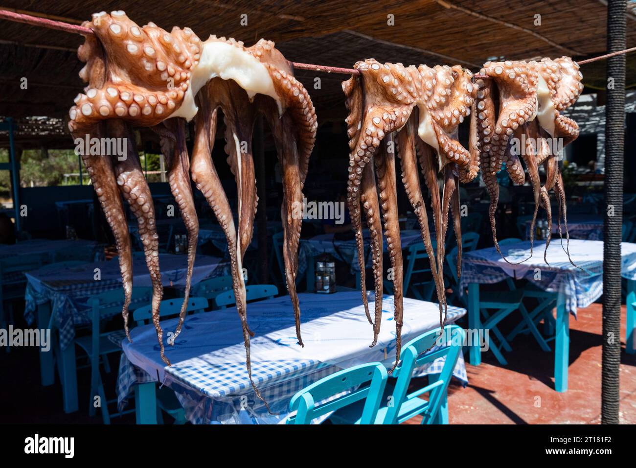 Tintenfisch, Oktopus (Octopus vulgaris) trocknet in der Sonne in einem Restaurant, Rhodos, Griechenland Stockfoto