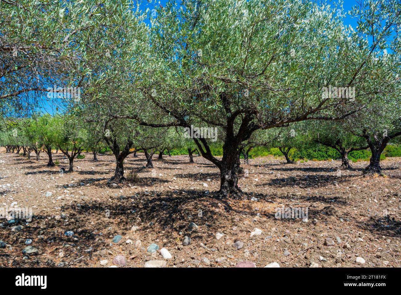 alte Olivenbäume (Olea europaea), Rhodos, Dodekanes, Griechenland Stockfoto