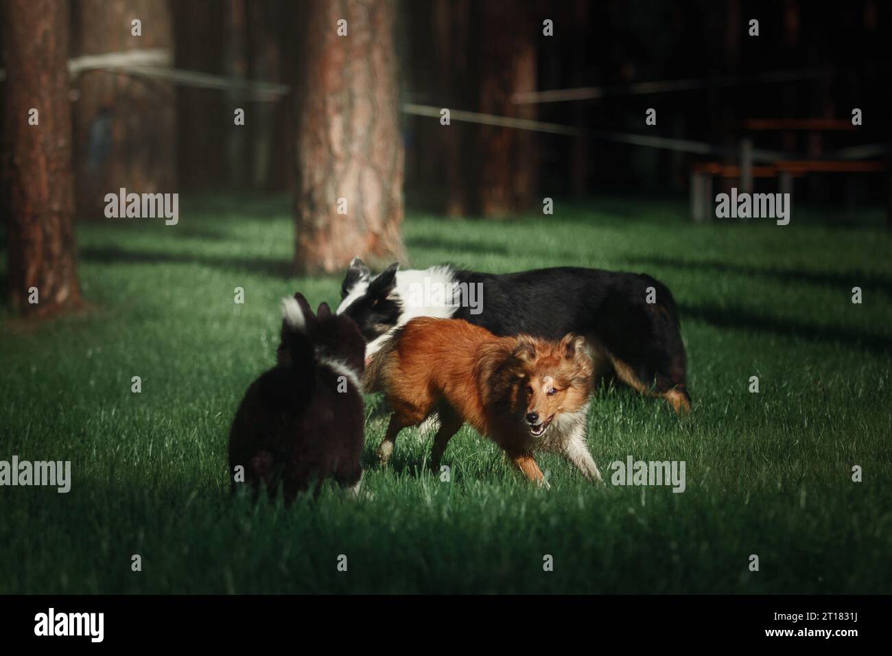 Hunde, die zusammen Spaß haben, während sie draußen spielen Stockfoto