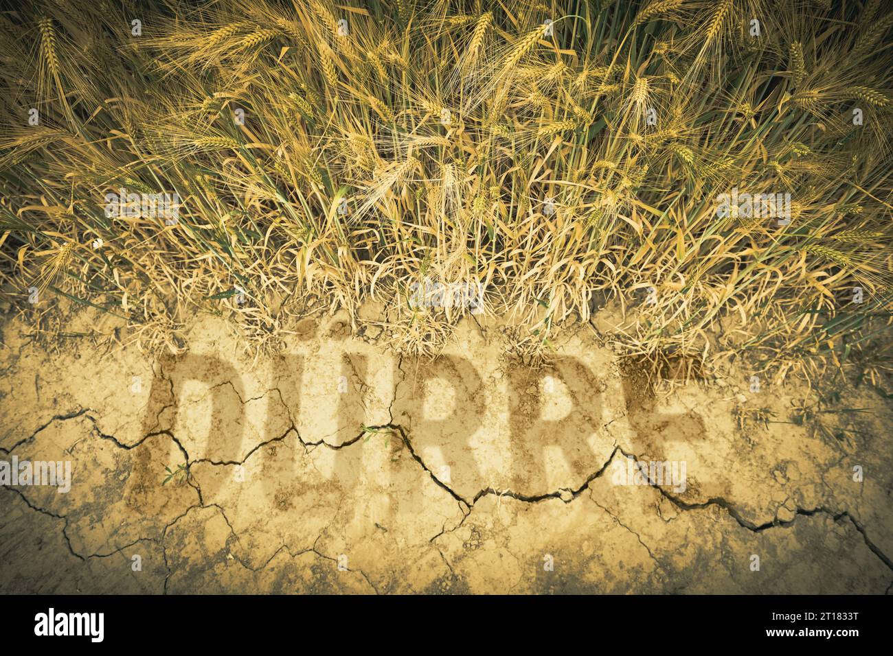 FOTOMONTAGE, Gerstenfeld mit trockener Erde und dem Schriftzug Dürre Stockfoto