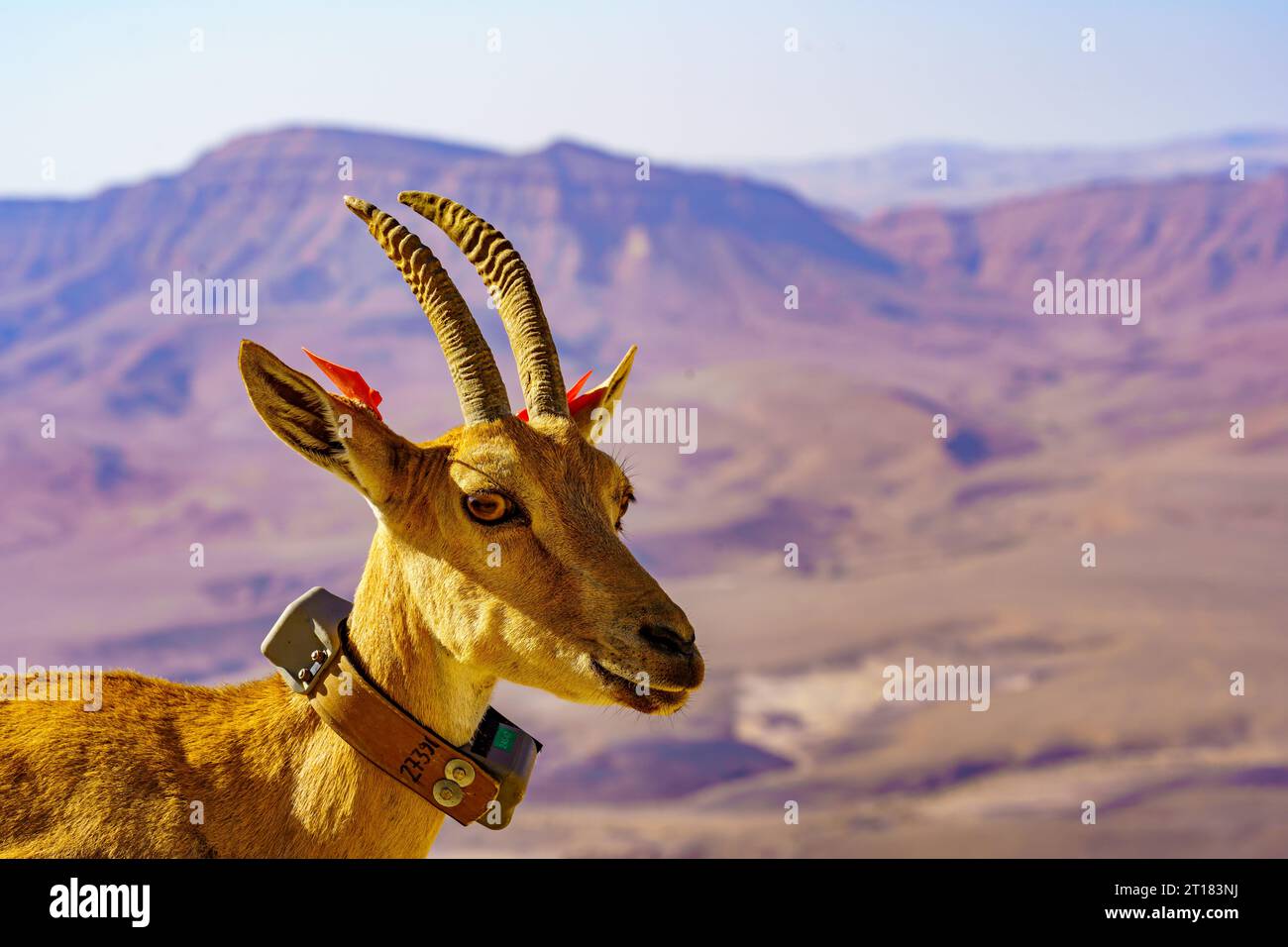 Blick auf das nubische Ibex mit wissenschaftlichem Tracking-Tag, am Rand von Makhtesh (Krater) Ramon, in der Negev-Wüste, Süd-Israel Stockfoto