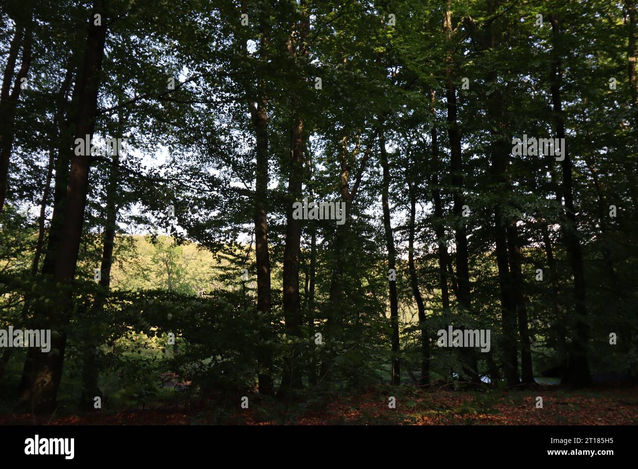 Buchenwald im Nationalpark Jasmund auf der Insel Rügen Stockfoto