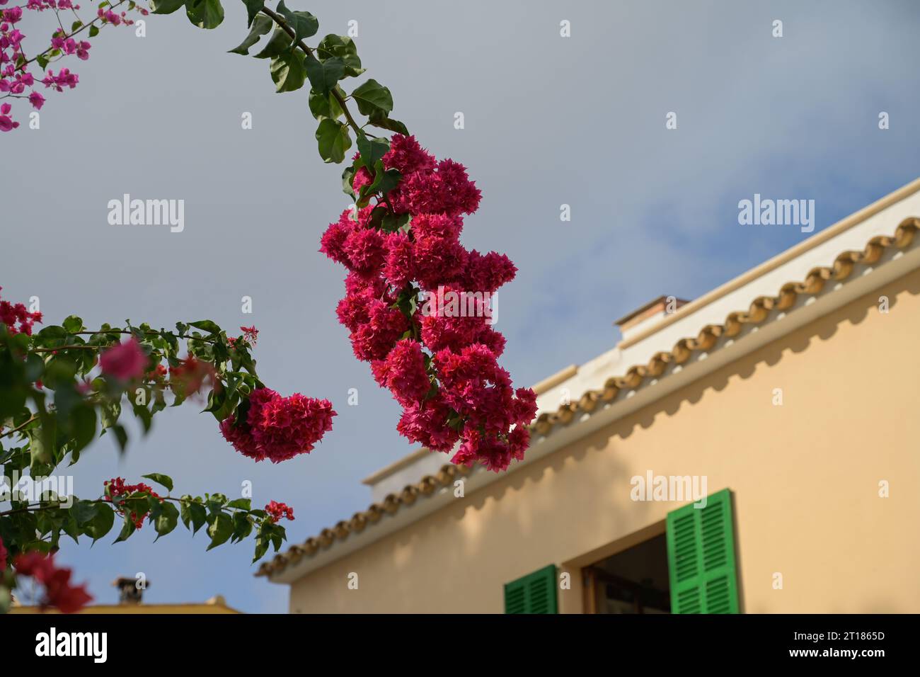 Bougainvillea, Sant Elm, Mallorca, Spanien Stockfoto