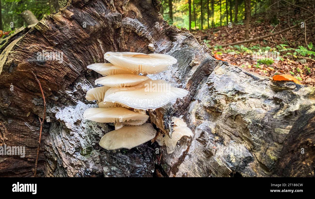 Weiße Pilze Porzellanpilz (Oudemansiella mucida) wächst auf einem Baumstamm, Nahaufnahme mit selektivem Fokus. Kanton Aargau, Schweiz Stockfoto