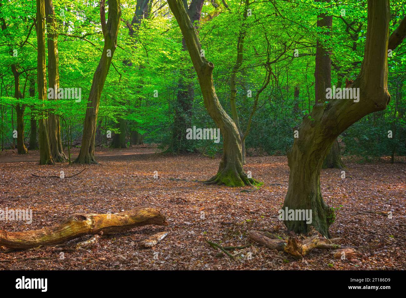 Highgate Wood in North London, England Stockfoto