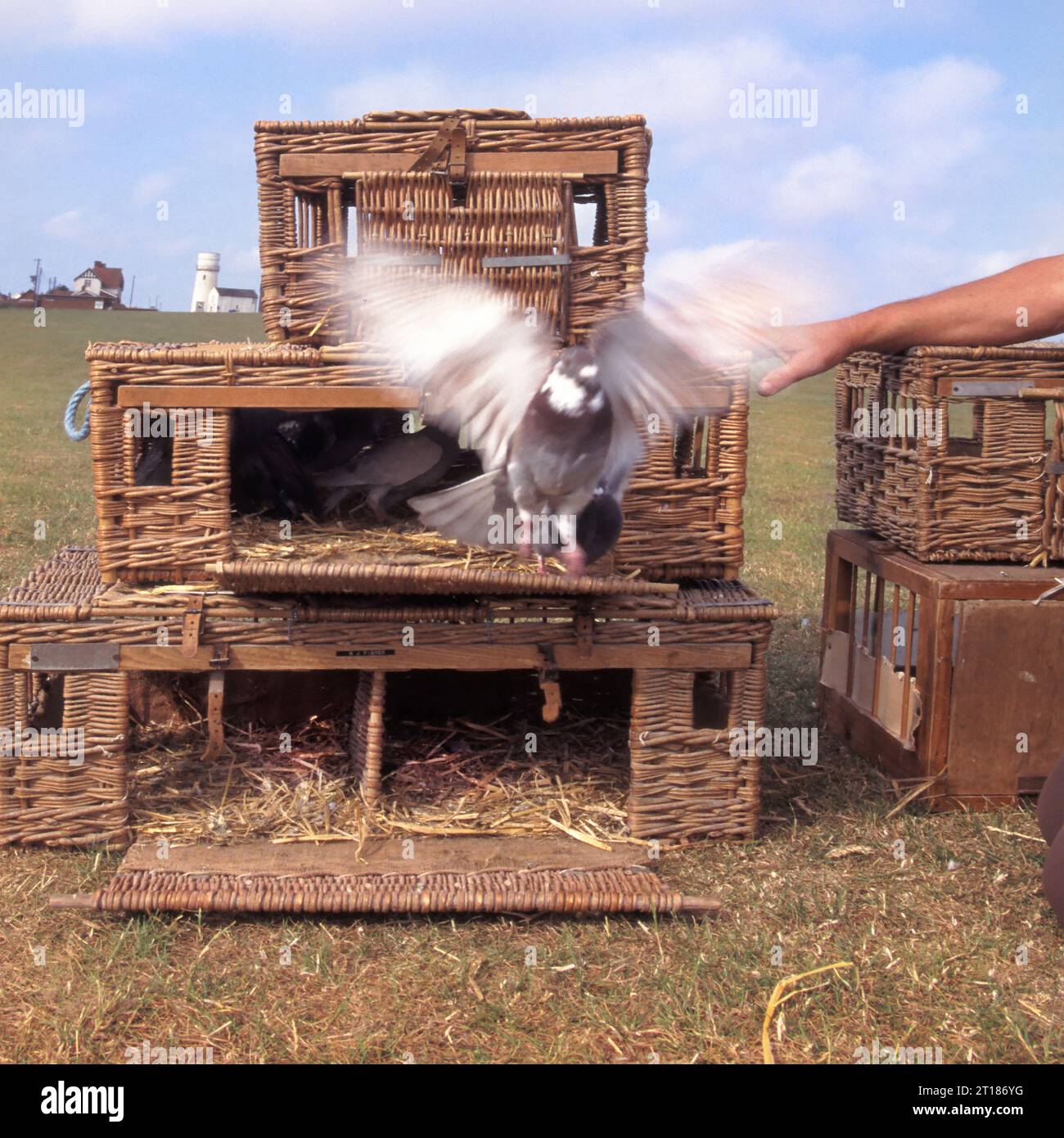 Close Up man, der Bewegung loslässt, verschwommene Renntauben aus Korb-Transportkörben auf der hohen Klippenspitze Hunstanton Norfolk England Großbritannien Stockfoto