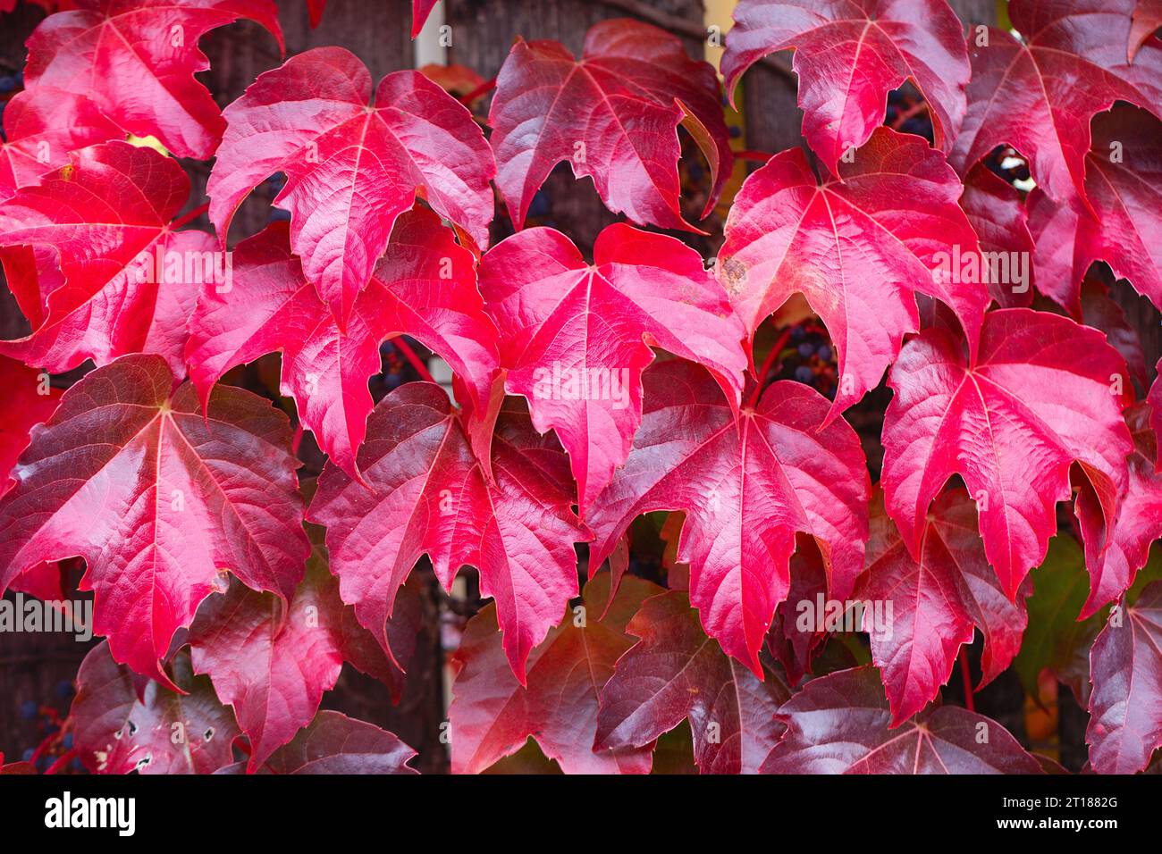 Zaun bedeckt mit roten Efeu-Herbstblättern. Herbstsaison, oktober. Rote Herbstelffeublätter an der Wand, Hintergrund. Rote Blätter von Jungtrauben, Herbstfarbe Stockfoto