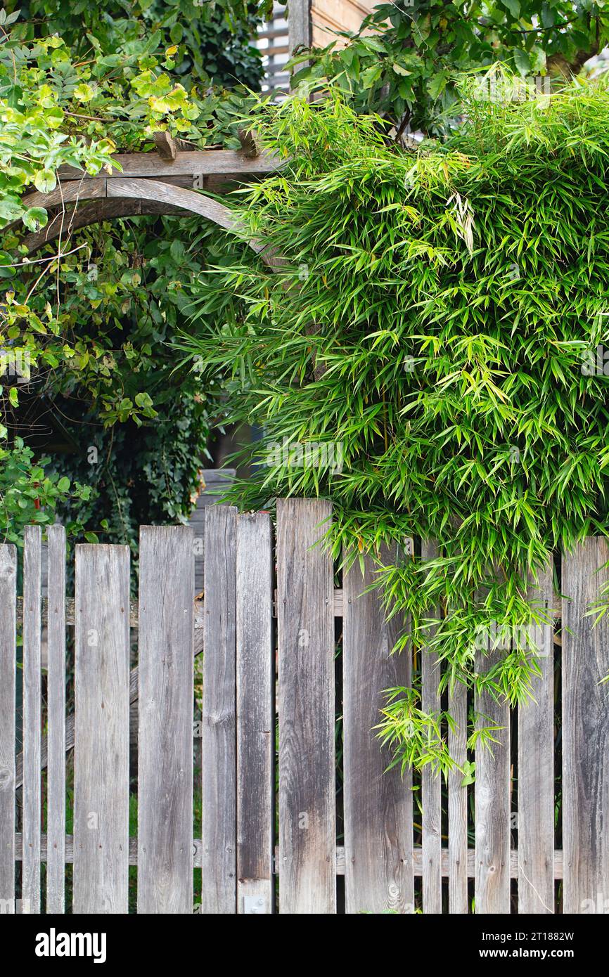 Dekorativer Bambus im Garten. Dekorpflanzen für den Garten. Zaun bedeckt mit grünen Blättern. Bambuspflanzen Stockfoto