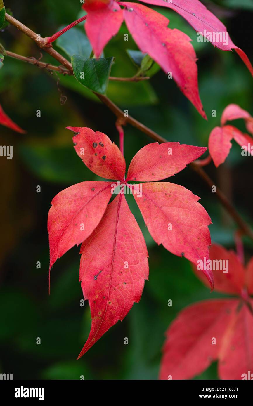 Zaun bedeckt mit roten Efeu-Herbstblättern. Herbstsaison, oktober. Rote Herbstelffeublätter an der Wand, Hintergrund. Rote Blätter von Jungtrauben, Herbstfarbe Stockfoto