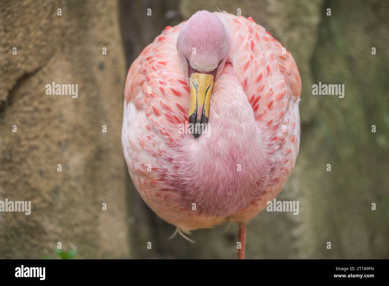 Andenflamingo. 22.02.2023. Zoologischer Garten, Tiergarten, Mitte, Berlin, Deutschland Stockfoto