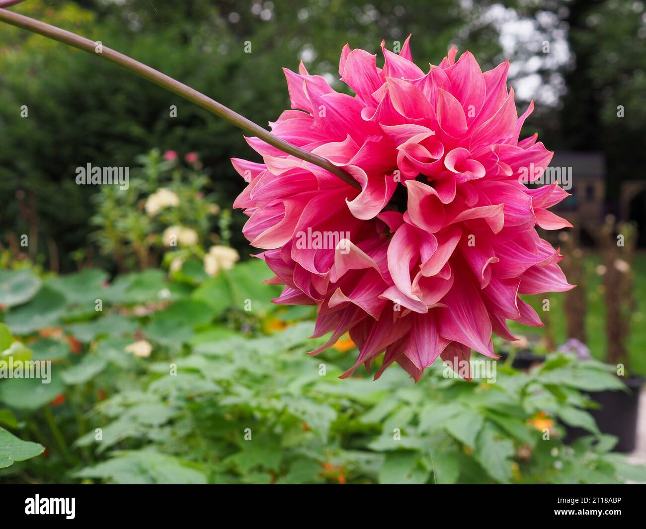 Nahaufnahme des Rückens einer Dahlia „Penhill Dark Monarch“ Blume, deren Stiel sich mit dem Gewicht des Blumenkopfes verbiegt, in einem britischen Garten Stockfoto