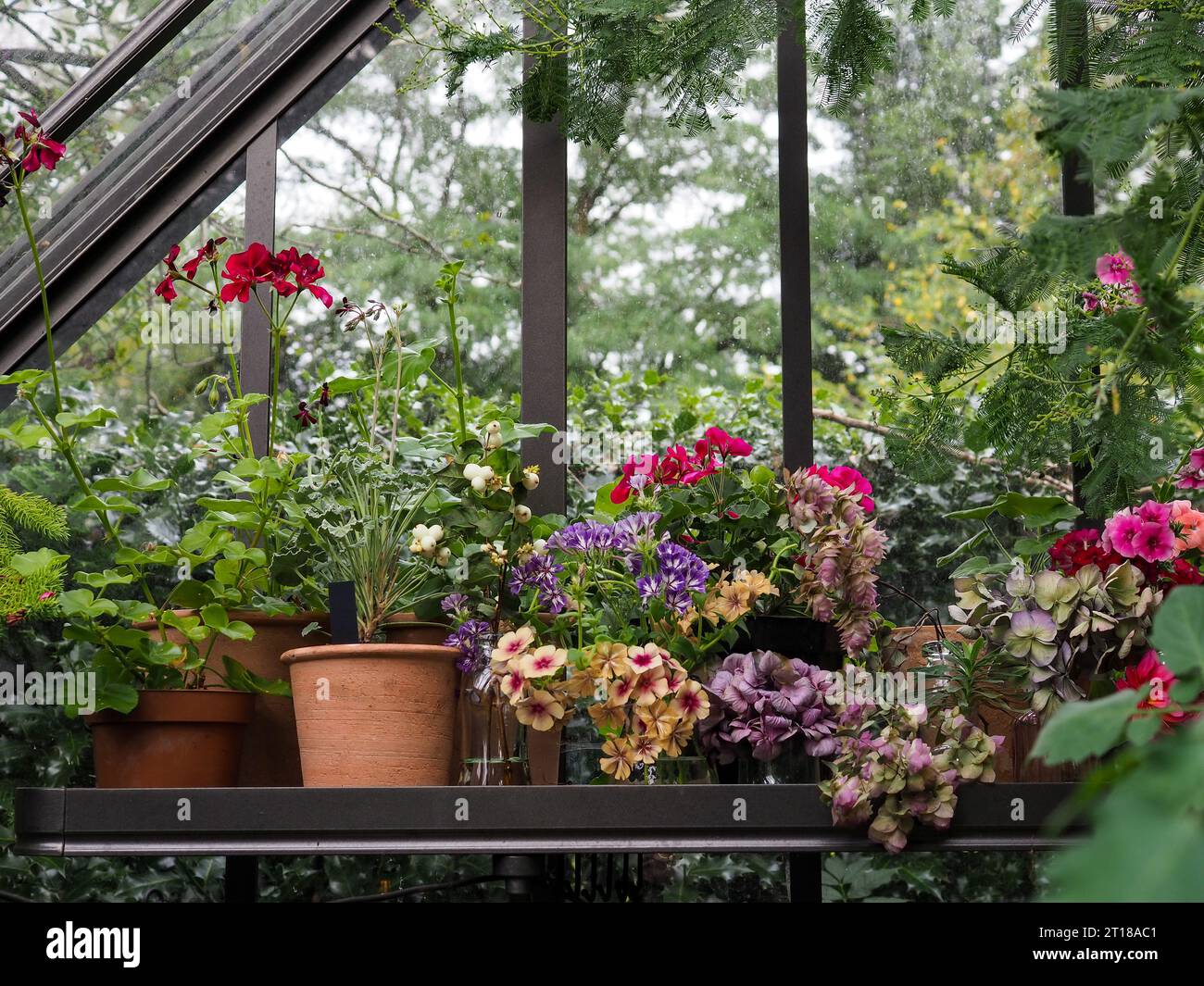 Topfpflanze im herbst -Fotos und -Bildmaterial in hoher Auflsung  Alamy