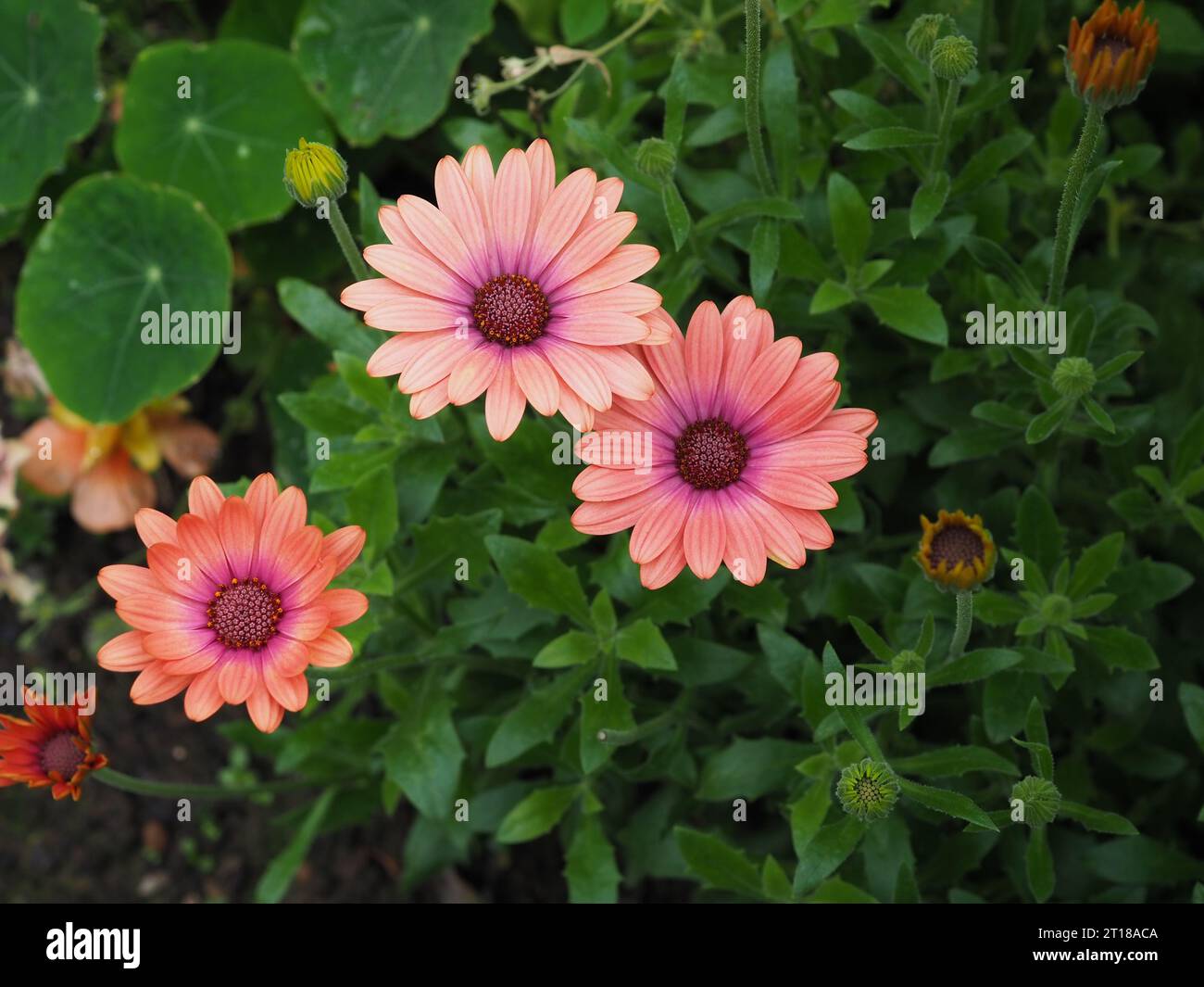 Blick auf die Gänseblümchen-ähnlichen Blüten von Osteospermum 'Coral Magic' (afrikanische Gänseblümchen) in einem Blumenbeet, das mit zunehmendem Alter ihre Farbe ändert Stockfoto