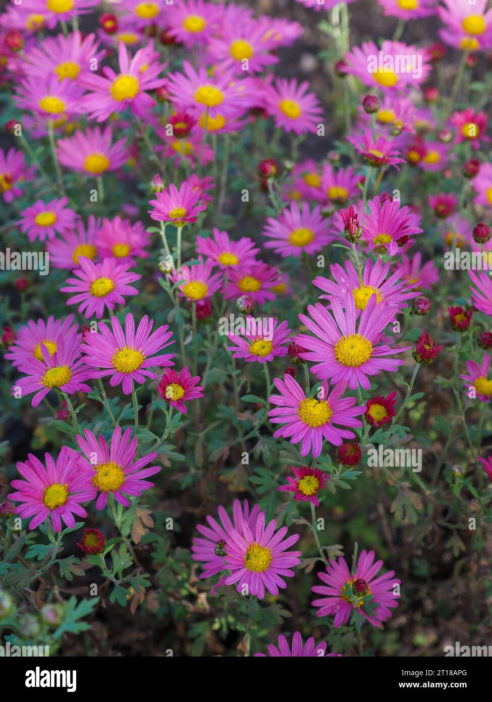 Nahaufnahme der rosafarbenen und gelben Blüten der Chrysantheme „Gobelin Rose“ in voller Blüte in einem britischen Garten im Oktober Stockfoto