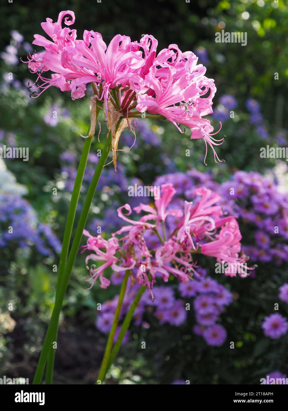 Nahaufnahme der lockigen Blütenblätter einer rosa Nerine bowdenii (Bowden Lily), die im Oktober von einem Sonnenstrahl im Herbst in einer farbenfrohen Gartenkante hervorgehoben wird Stockfoto