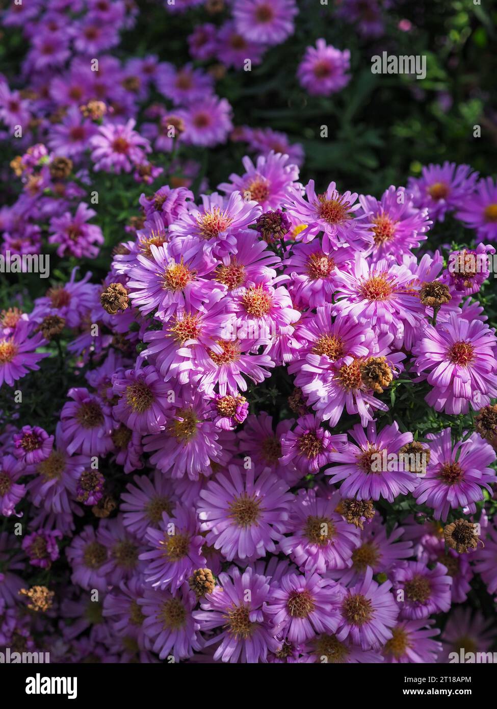 Nahaufnahme Porträt einer Masse von hell-violetten Aster amellus „Lac de Geneve“ Blumen, die im Oktober in einem britischen Garten wachsen (Michaelmas Gänseblümchen) Stockfoto