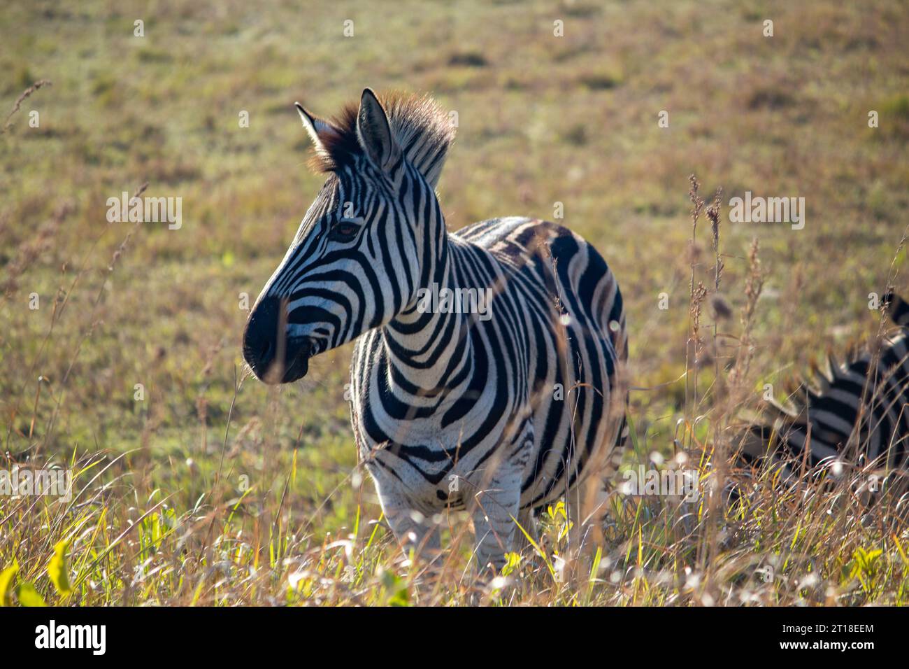 Ein gewöhnliches Zebra in Cape Vidal, Südafrika Stockfoto