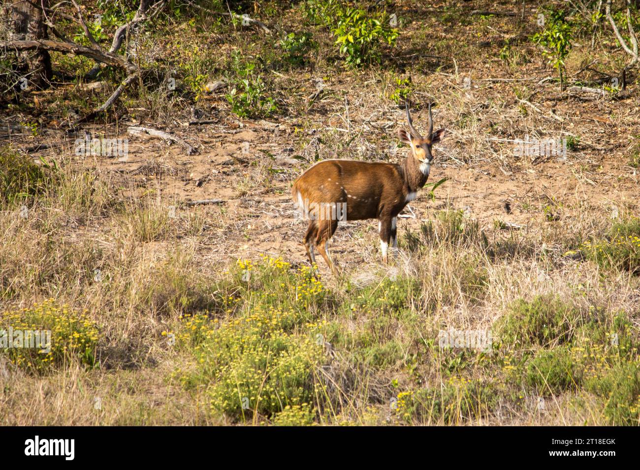 KwaZulu-Natal, Südafrika Stockfoto