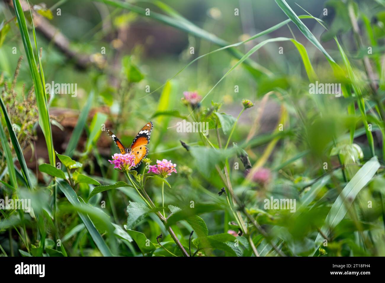 Ein Schmetterling ruht auf einer Blume Stockfoto