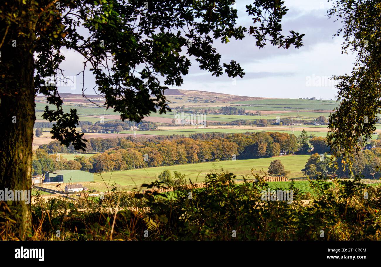 Dundee, Tayside, Schottland, Großbritannien. Oktober 2023. Wetter in Großbritannien: Nachtfrost brachte schöne warme Herbstsonne nach Tayside Schottland, mit Temperaturen von 16°C. Ein herrlicher herbstlicher Blick auf die Sidlaw Hills und das Strathmore Valley im ländlichen Dundee. Quelle: Dundee Photographics/Alamy Live News Stockfoto