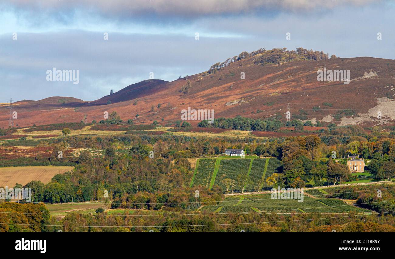 Dundee, Tayside, Schottland, Großbritannien. Oktober 2023. Wetter in Großbritannien: Nachtfrost brachte schöne warme Herbstsonne nach Tayside Schottland, mit Temperaturen von 16°C. Ein herrlicher herbstlicher Blick auf die Sidlaw Hills und das Strathmore Valley im ländlichen Dundee. Quelle: Dundee Photographics/Alamy Live News Stockfoto