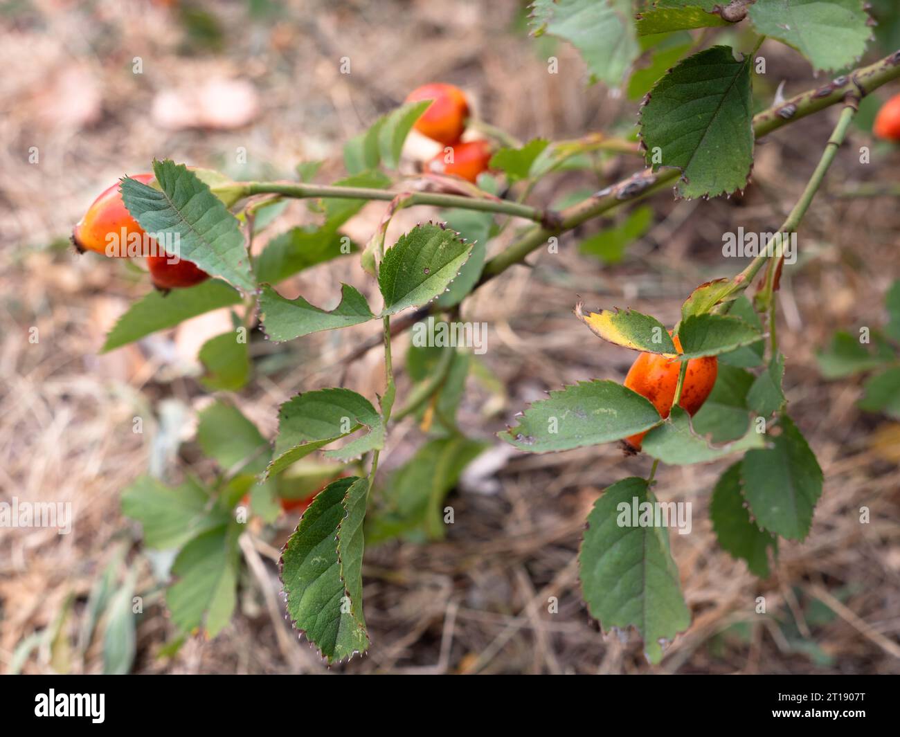 Wunderschöne rote und orangene wilde Hundelrosen-Beeren wachsen an einem Hagebuttenstrauch in einem Wald an einem sonnigen Tag. Stockfoto