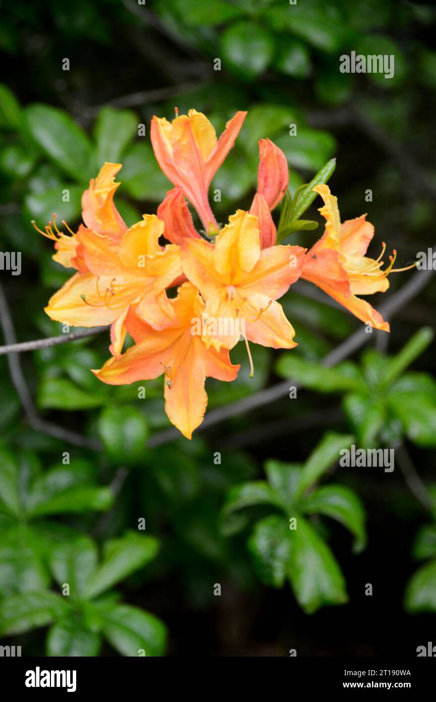 Orange/Gelb Rhododendron Calendulaceum „Flame Azalea“ Blumen im Himalaya Garden & Sculpture Park, North Yorkshire, England, Großbritannien. Stockfoto