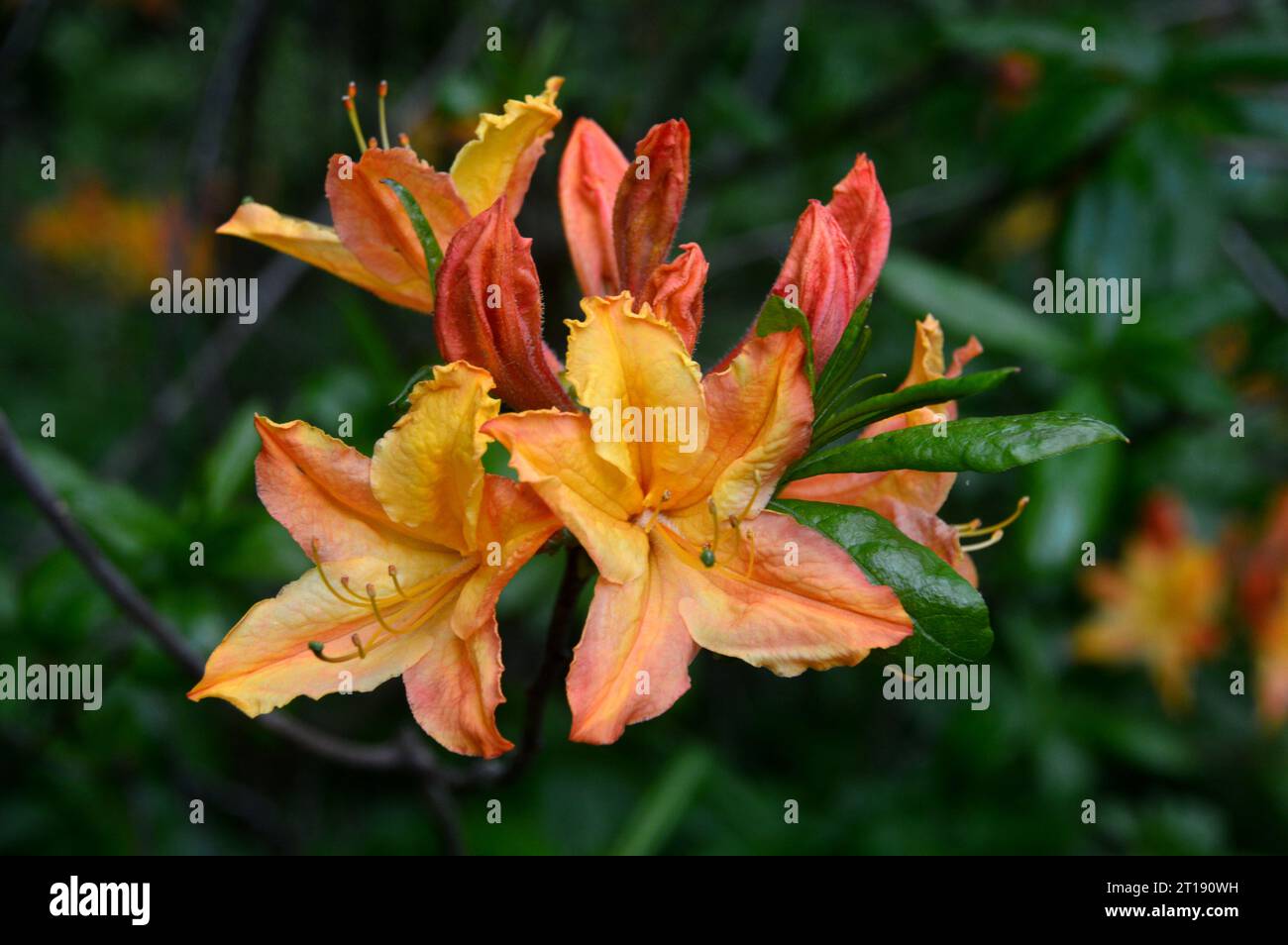 Orange/Gelb Rhododendron Calendulaceum „Flame Azalea“ Blumen im Himalaya Garden & Sculpture Park, North Yorkshire, England, Großbritannien. Stockfoto
