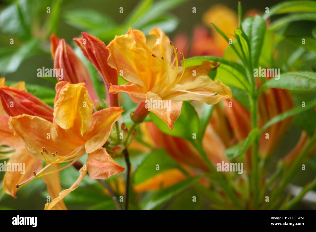 Orange/Gelb Rhododendron Calendulaceum „Flame Azalea“ Blumen im Himalaya Garden & Sculpture Park, North Yorkshire, England, Großbritannien. Stockfoto
