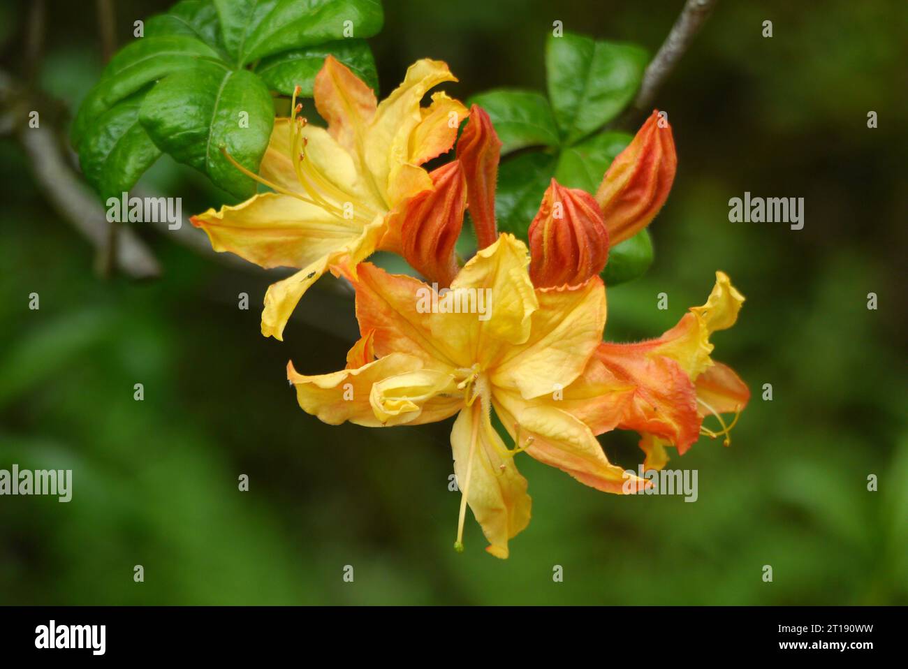 Orange/Gelb Rhododendron Calendulaceum „Flame Azalea“ Blumen im Himalaya Garden & Sculpture Park, North Yorkshire, England, Großbritannien. Stockfoto