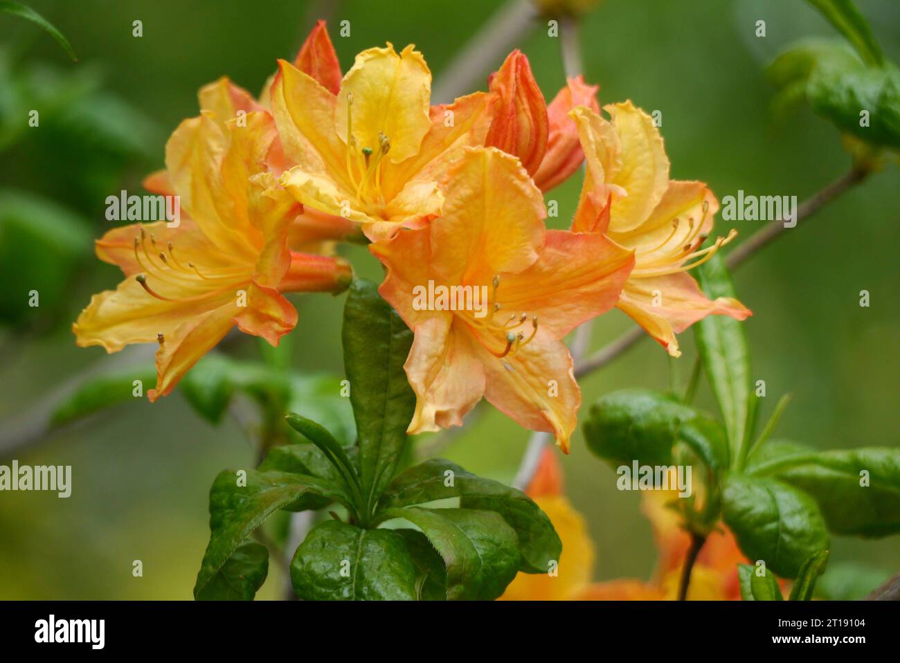 Orange/Gelb Rhododendron Calendulaceum „Flame Azalea“ Blumen im Himalaya Garden & Sculpture Park, North Yorkshire, England, Großbritannien. Stockfoto