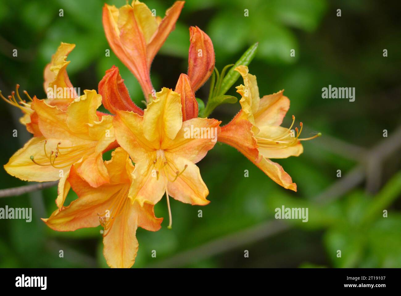 Orange/Gelb Rhododendron Calendulaceum „Flame Azalea“ Blumen im Himalaya Garden & Sculpture Park, North Yorkshire, England, Großbritannien. Stockfoto
