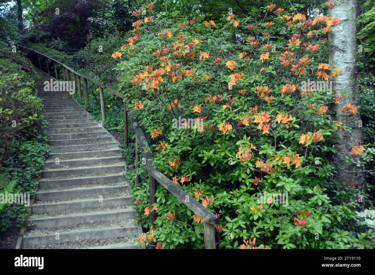 Orange/Gelb Rhododendron Calendulaceum 'Flame Azalea' Blumen in den Stufen des Himalaya Garden & Sculpture Park, North Yorkshire, England. Stockfoto
