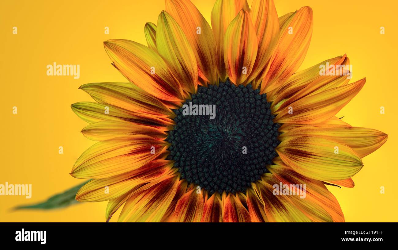 Ein beeindruckendes Porträt eines Kopfes einer Sonnenblume vor einem leuchtend gelben Hintergrund, das die komplizierten Blütenblätter und die mittige Mitte zeigt. Stockfoto