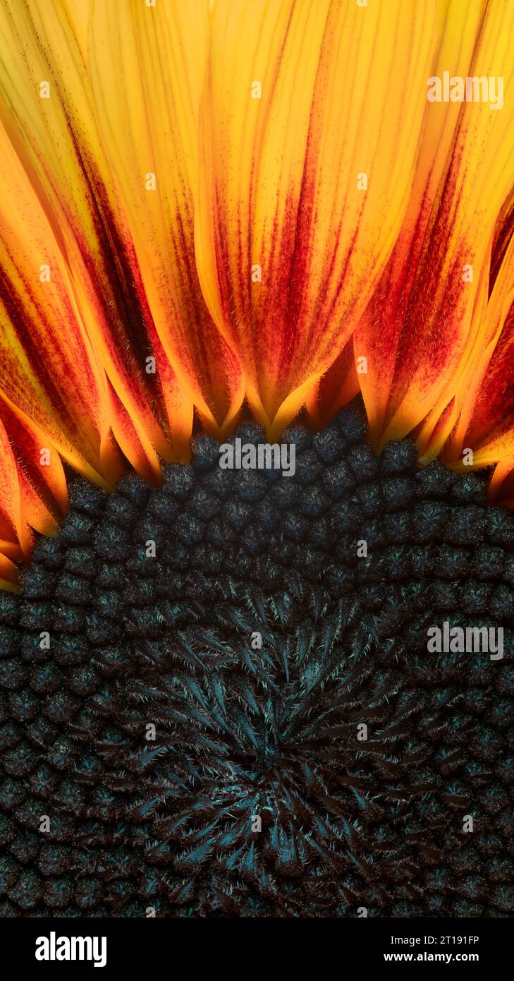 Makroaufnahme des Zentrums eines Sonnenblumenkopfes mit den komplizierten Samen und dem Muster und Detail der leuchtenden Blütenblätter, die nach außen strahlen. Stockfoto
