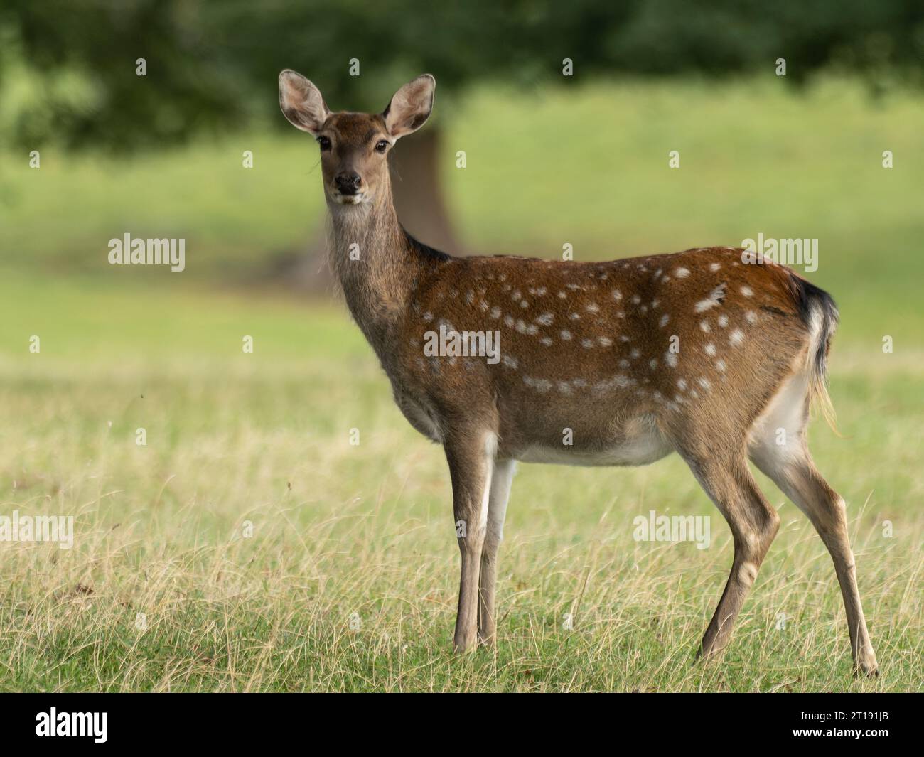 Ein Weibchen, Hirsch, Europäisches Damhirsch, Dama dama, auch bekannt als der gewöhnliche Damhirsch oder einfach Damhirsch im Profil, mit Blick auf die Kamera. Stockfoto