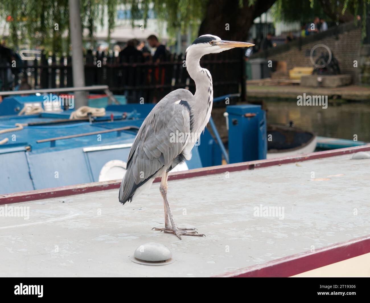 Ein urbaner grauer Reiher, der auf einem Touristenschiff in Camden Lock in London steht und geduldig darauf wartet, einen Abfalleimer voller weggeworfener Lebensmittel zu plündern Stockfoto