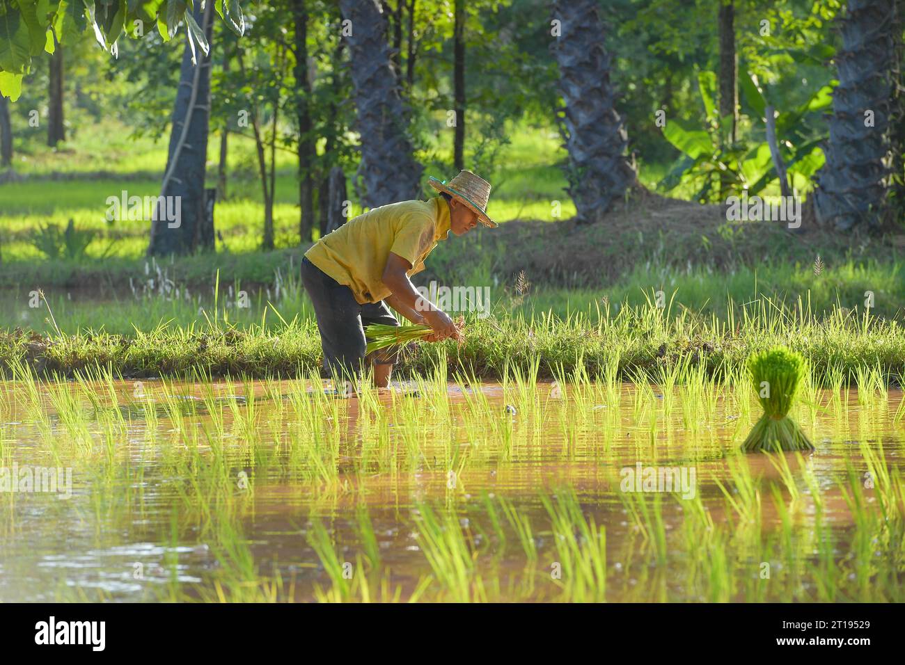 Landwirt pflanzt Reispflanzen auf einem überfluteten Reisfeld in Thailand Stockfoto