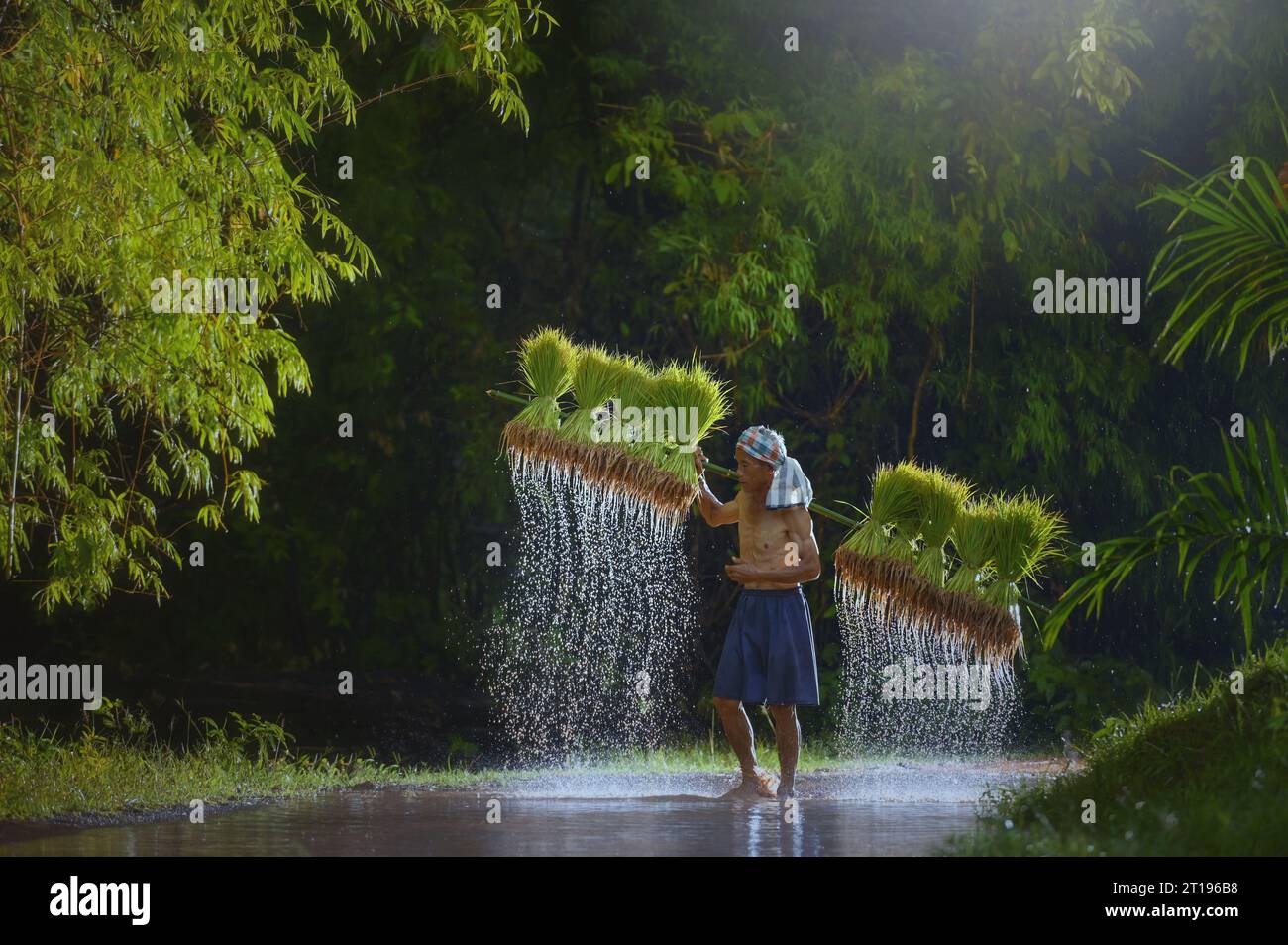 Ein Bauer, der auf einem überfluteten Feld unterwegs ist und Reispflanzen an einem Pol trägt, Thailand Stockfoto