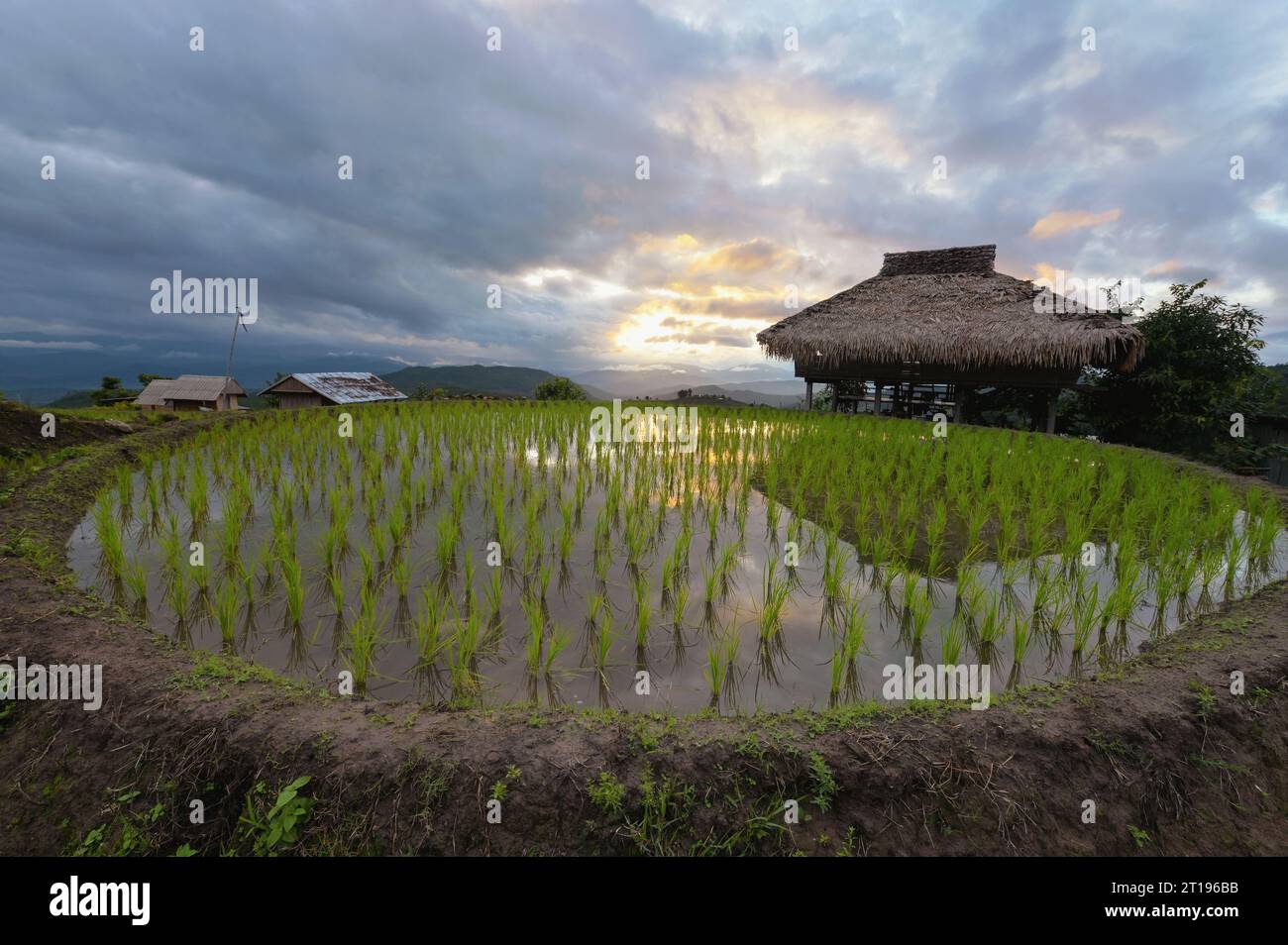 Überflutete Reisterrassen mit Sonnenuntergang Hintergrund, Pa Pong Pieng, Chiang Mai, Thailand Stockfoto