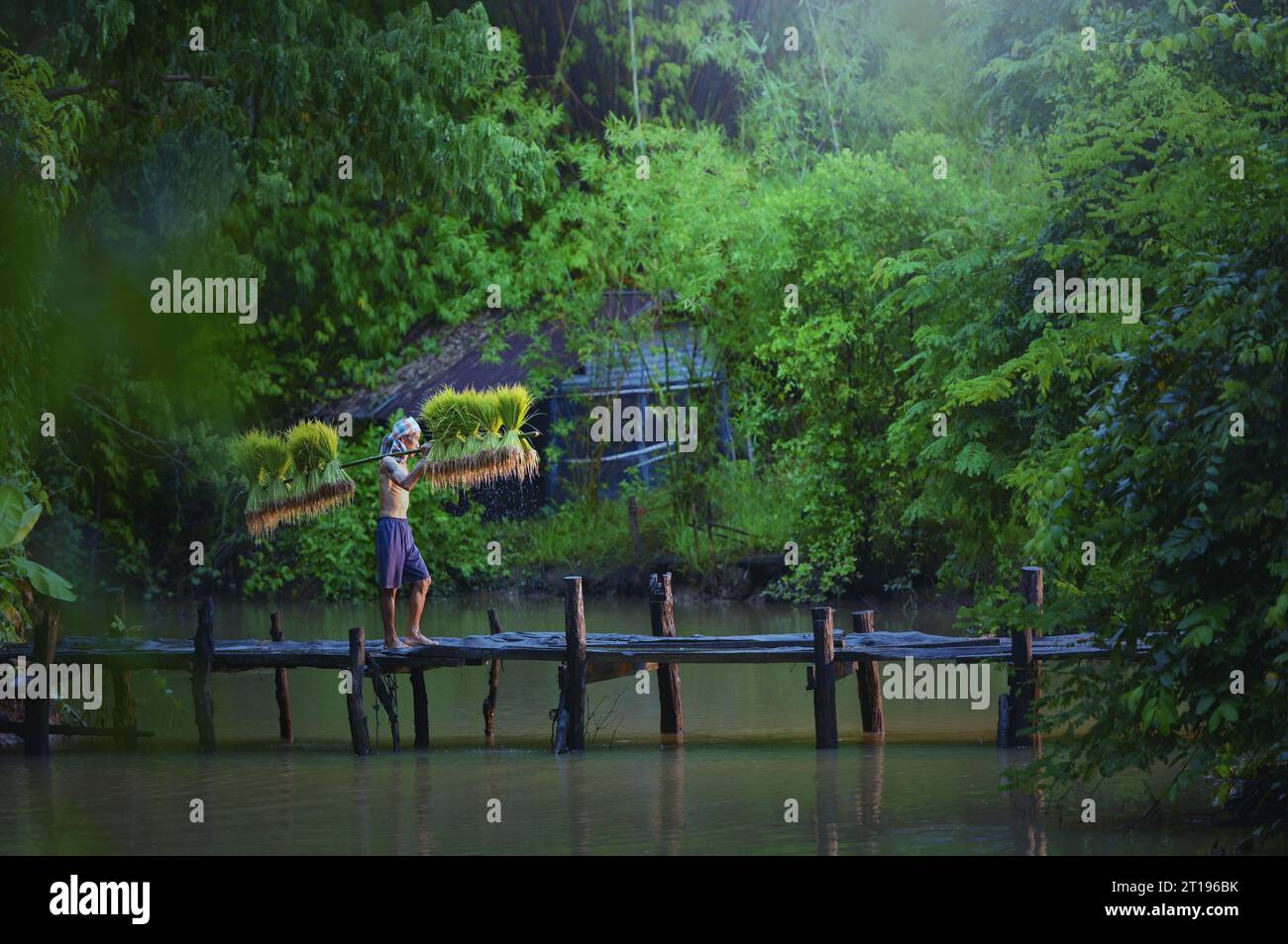 Bauer, der über eine Holzbrücke mit Reispflanzen auf einem Pol läuft, Thailand Stockfoto