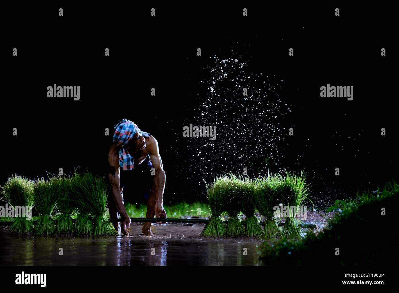 Farmer spritzt Wasser auf Reispflanzen, Thailand Stockfoto