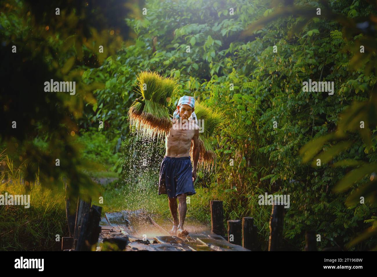 Bauer, der über eine Holzbrücke mit Reispflanzen auf einem Pol läuft, Thailand Stockfoto