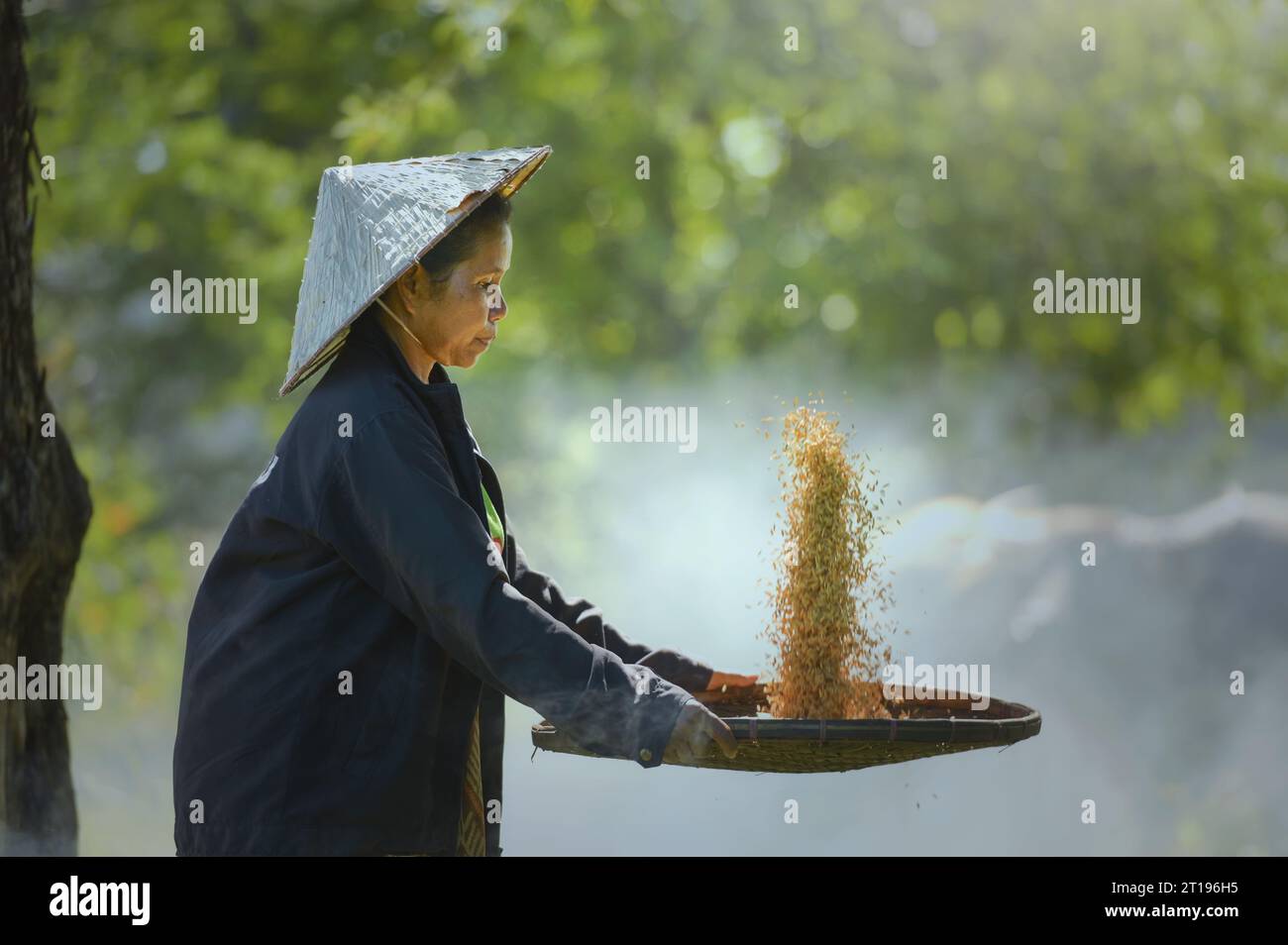 Nahaufnahme einer Farmerin, die einen Korb mit frisch gepflücktem Reis schüttelt, Thailand Stockfoto