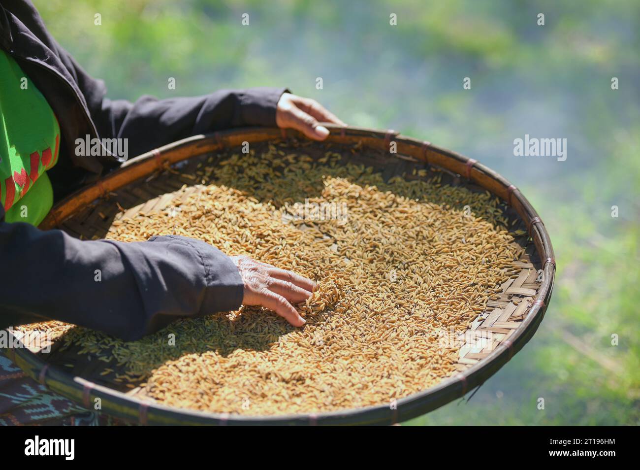 Nahaufnahme einer Farmerin, die ein Tablett mit frisch gepflücktem Reis schüttelt, Thailand Stockfoto