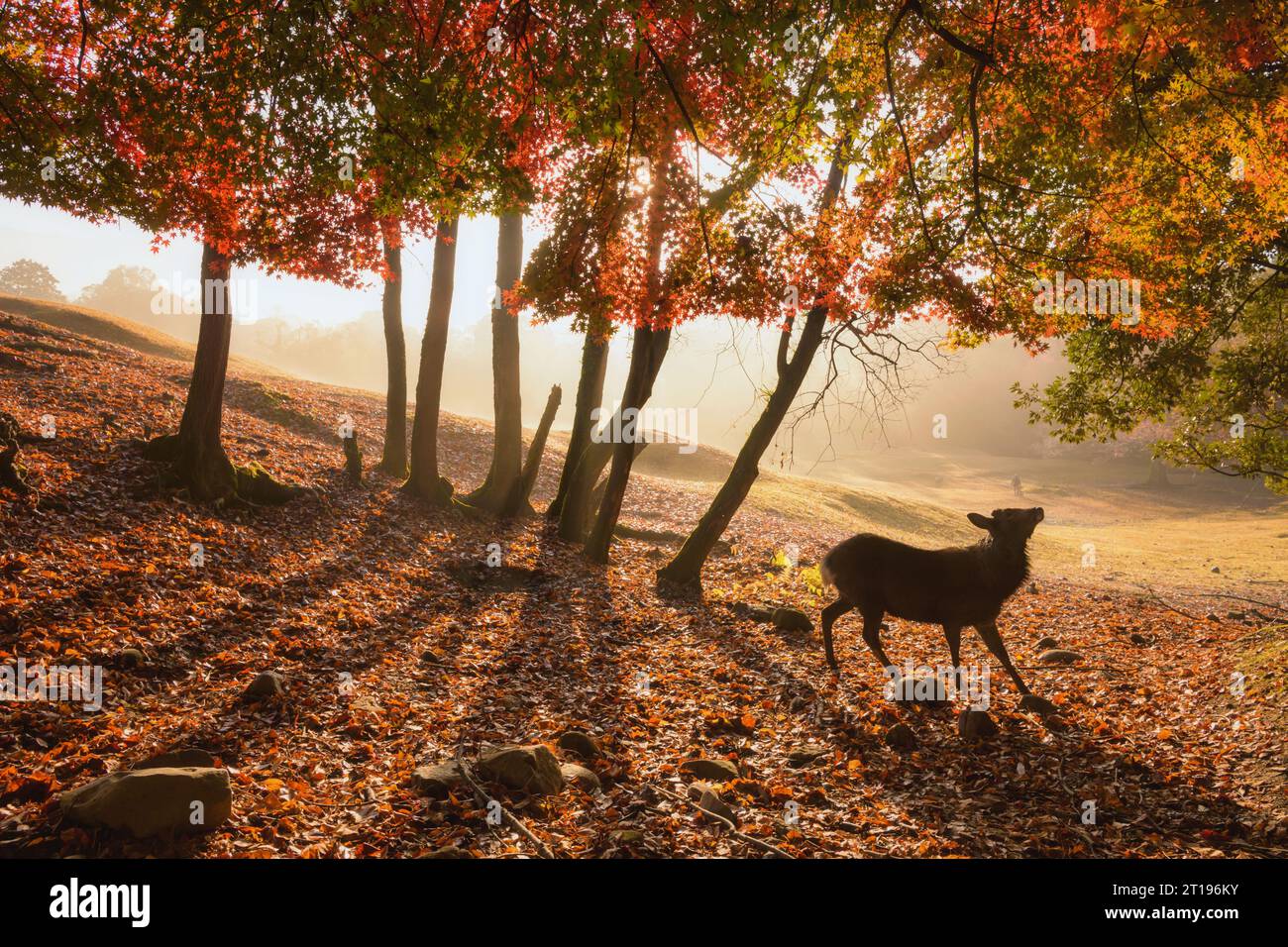 Silhouette eines Shika-Hirsches in Nara Park, Nara, Kansai, Honshu, Japan Stockfoto