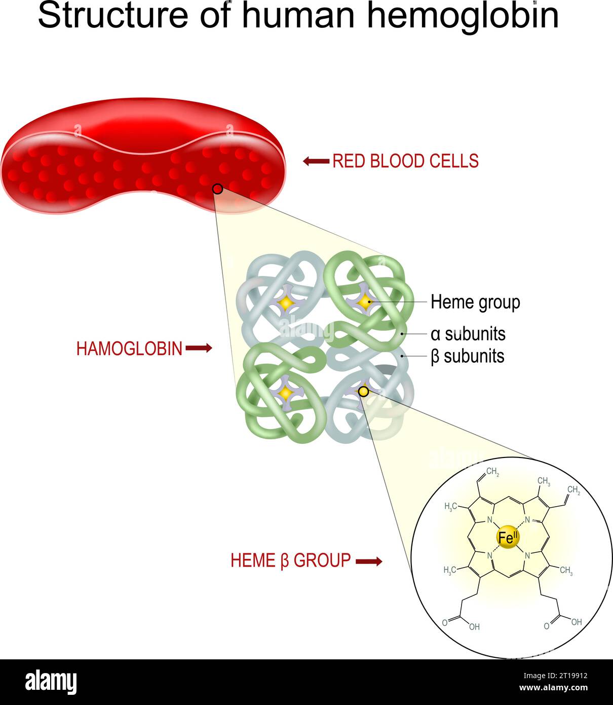 Hämoglobinstruktur. Querschnitt einer Erythrozyten, Nahaufnahme eines Hämoglobinmoleküls und Strukturformel einer Häm-b-Gruppe. Vektorillustrat Stock Vektor